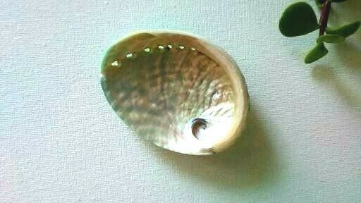 Abalone Shell